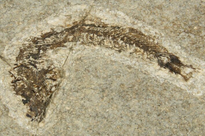Oligocene Fossil Fish (Idrissia carpathica) - Poland #320604